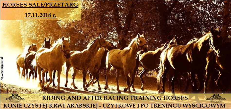 Oferta – Czysta krew arabska – konie użytkowe i po treningu wyścigowym/ Offer – pure Arabian blood – riding and after racing training horses