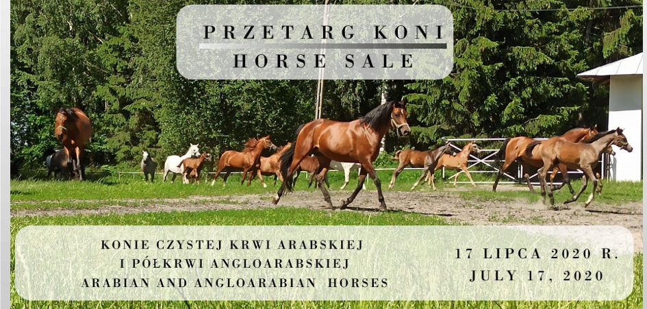 Przetarg koni/Horse sale 17.07.2020
