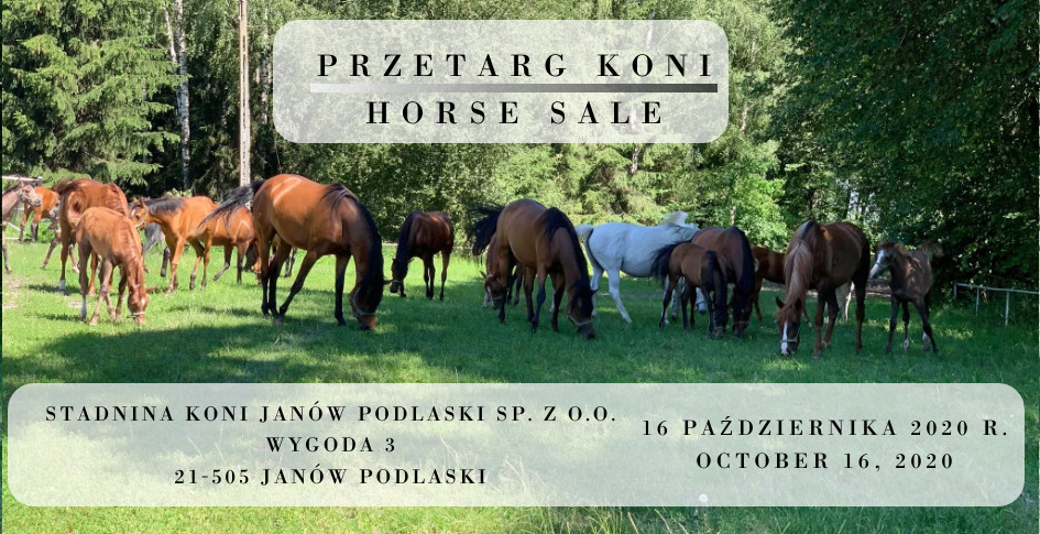 Przetarg koni/Horse sale 16.10.2020